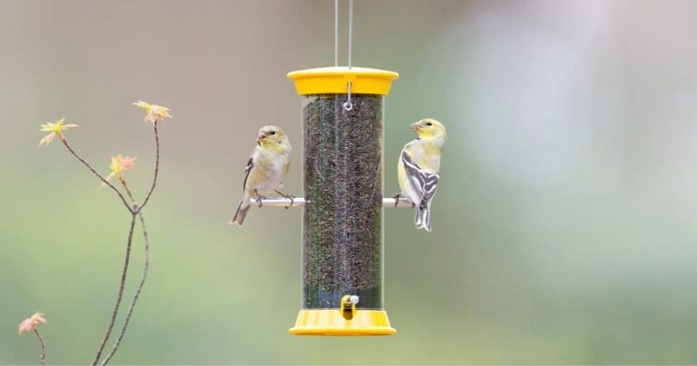 Can birds eat chia seeds?