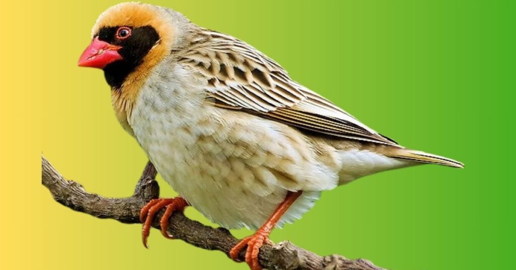 Conservation Status