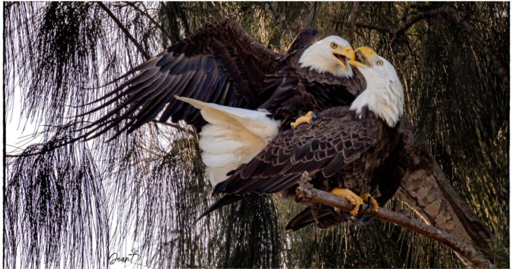 Eagles kiss