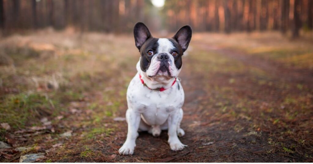 French Bull Dane