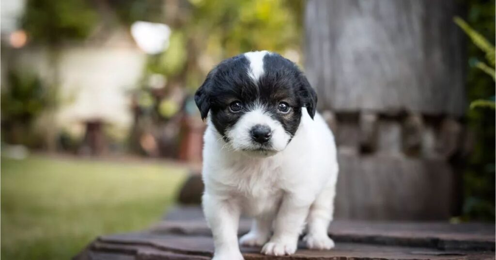 French Bull Tzu