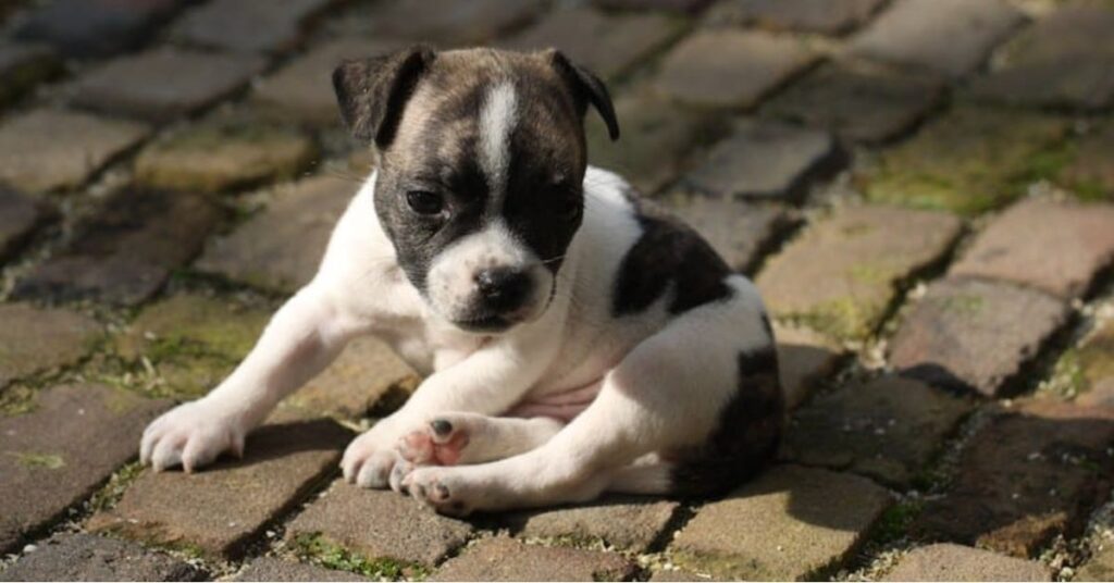 French Bullhuahua_ French Bulldog & Chihuahua