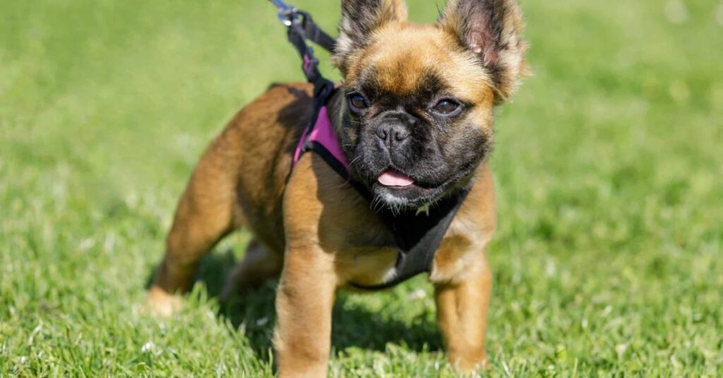 French Pomerdog