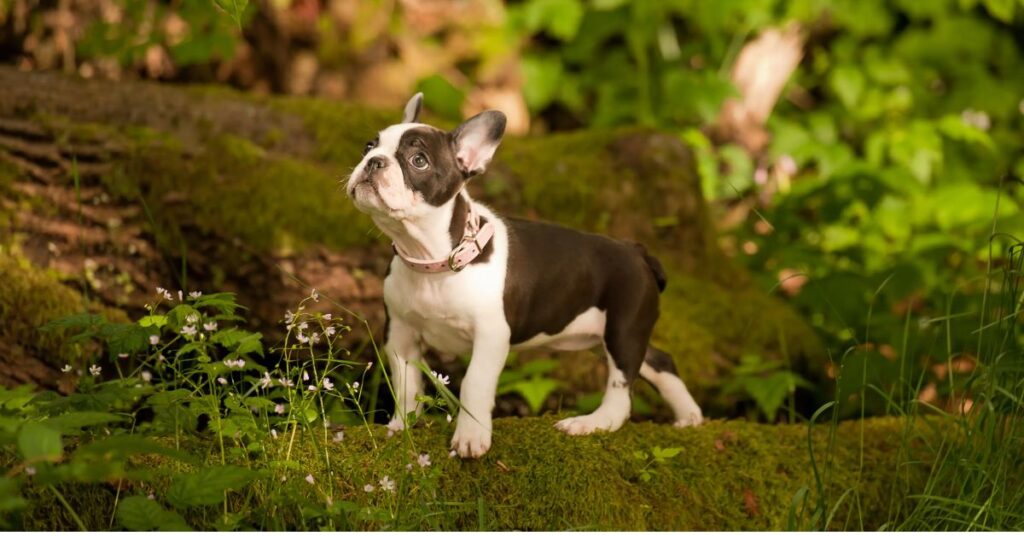 Frenchton.