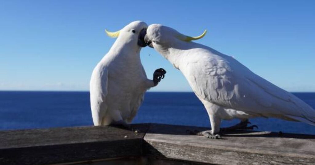 Parrots and Cockatoos