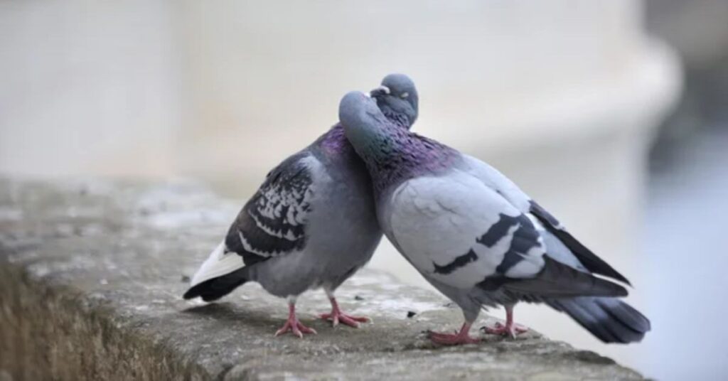 Pigeons and Doves