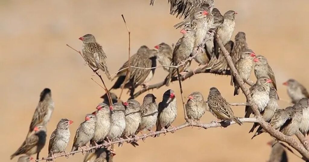 Reproduction