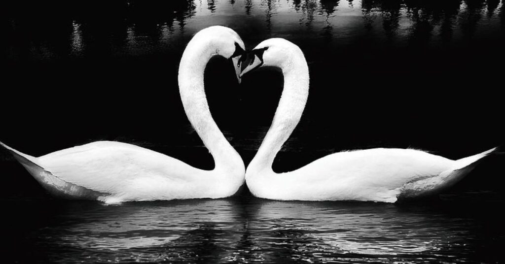Swans kiss