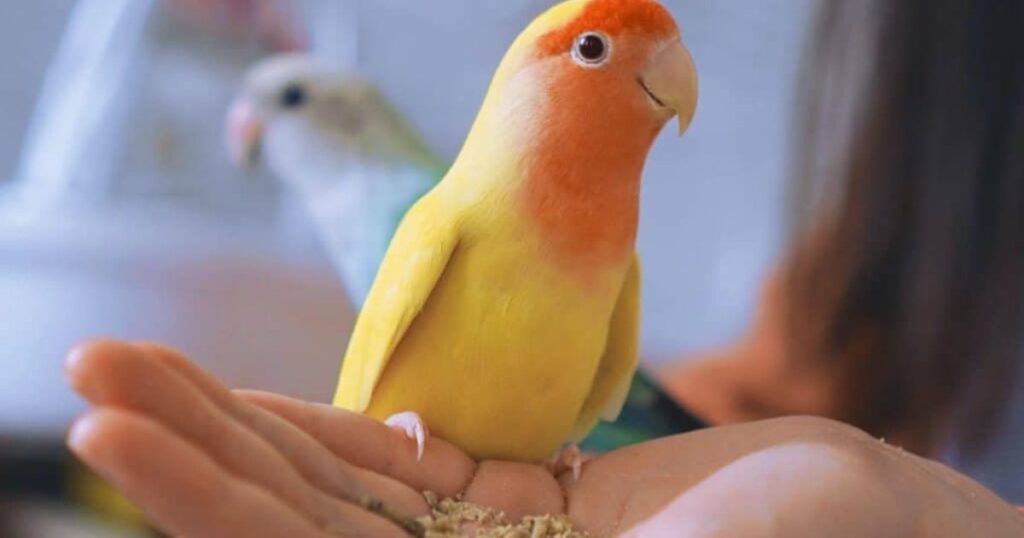 Which Birds Like Chia Seeds