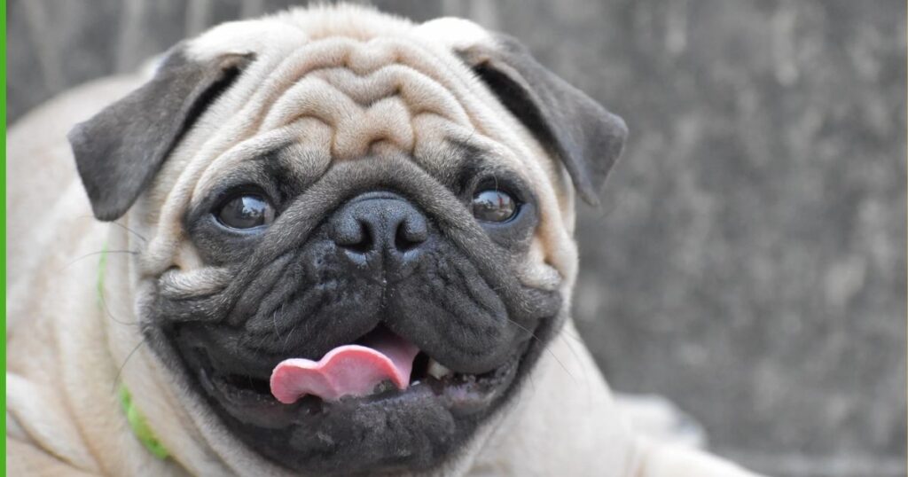 Wrinkles and Skin Folds