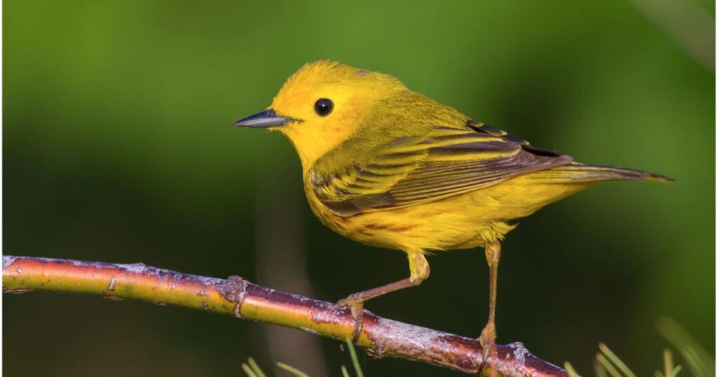Yellow Bird In Buddhism