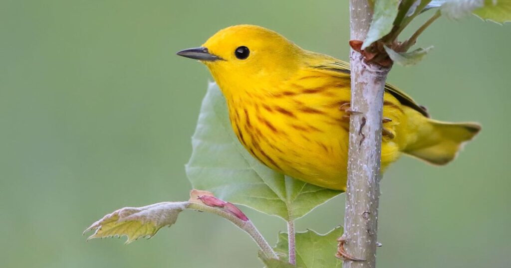 Yellow Bird In Hinduism