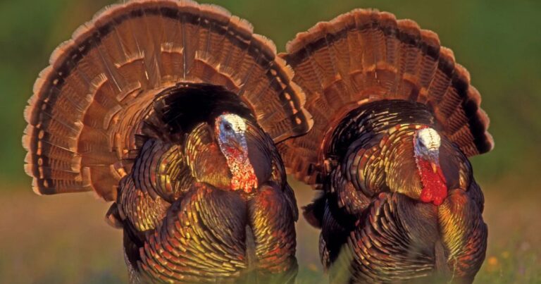 what is a group of turkeys called