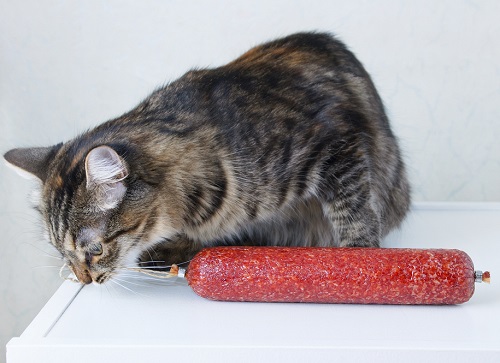 Can Cats Eat Chorizo